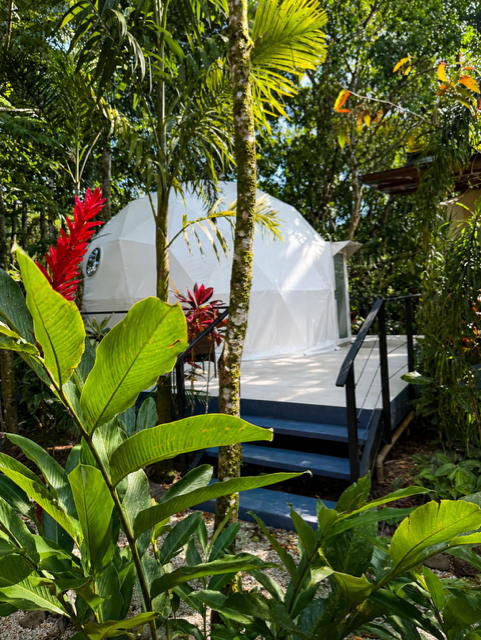 Glamping dome tucked into tropical foliage.